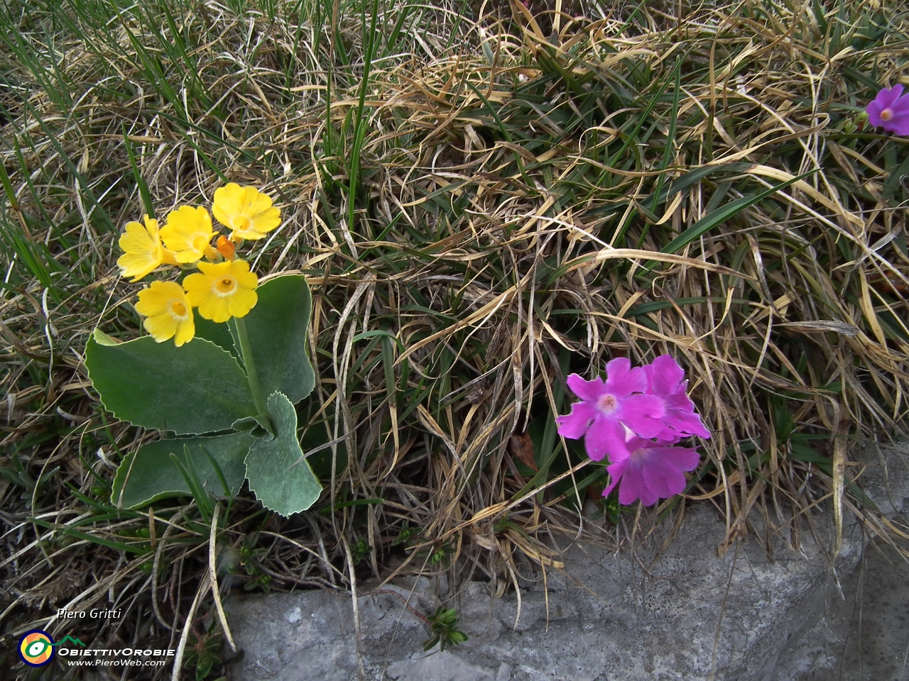 81 Orecchia d'orso e Primula di Lombardia.JPG